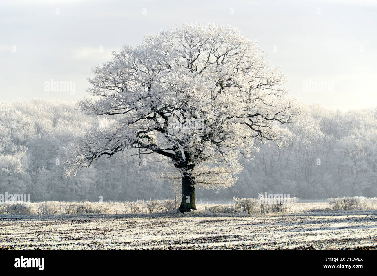 Winter weather countryside woodland trees in farmland field landscape with early morning hoar frost on fine specimen English Oak tree Essex England UK Stock Photo