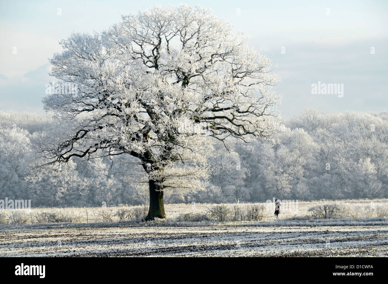 Winter weather & countryside woodland trees & walker in farmland field footpath landscape with early morning hoar frost on English Oak tree England UK Stock Photo