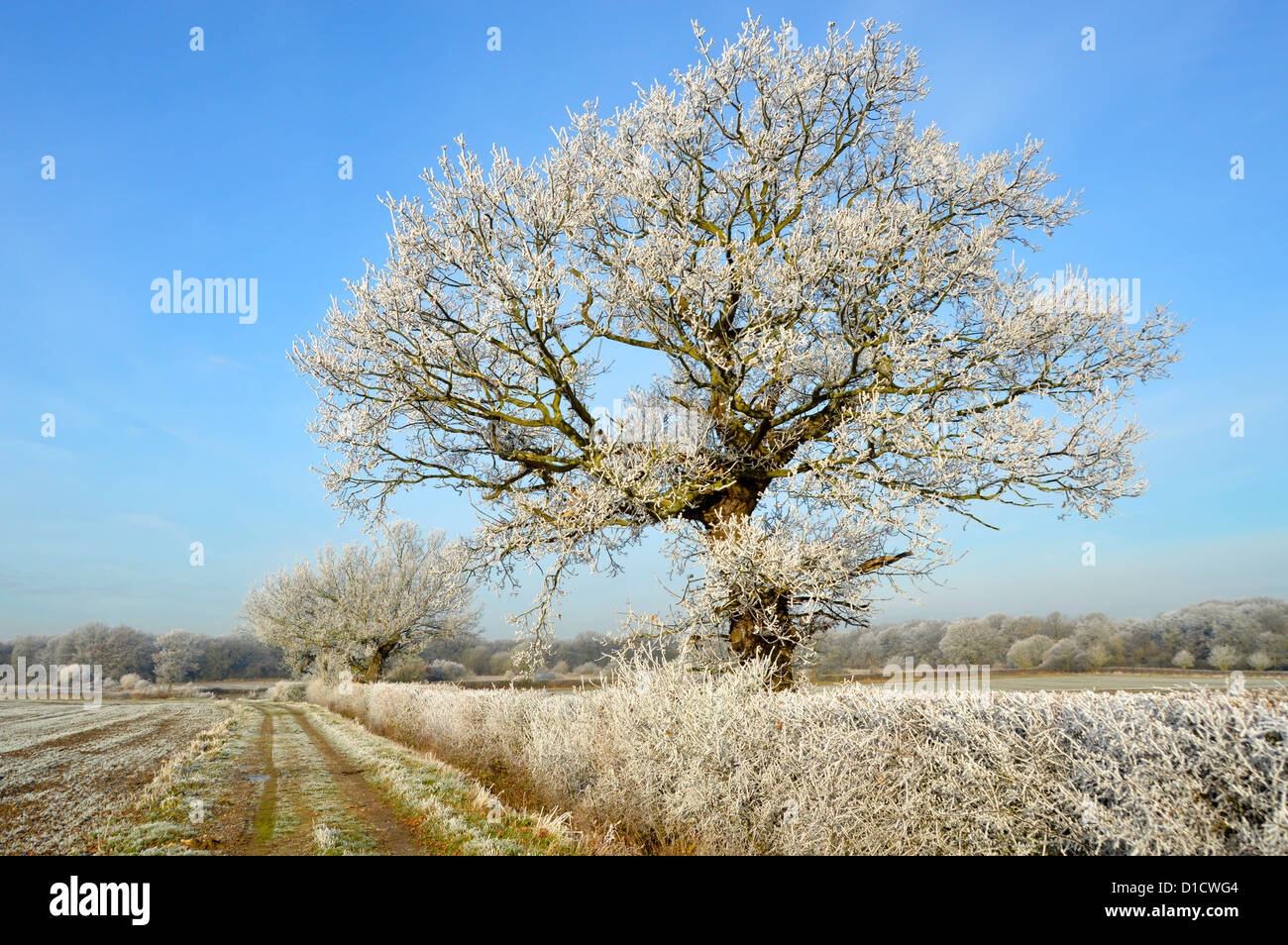 Winter weather countryside woodland trees in farmland field landscape with hoar frost on hedgerow & fine specimen English Oak tree Essex England UK Stock Photo