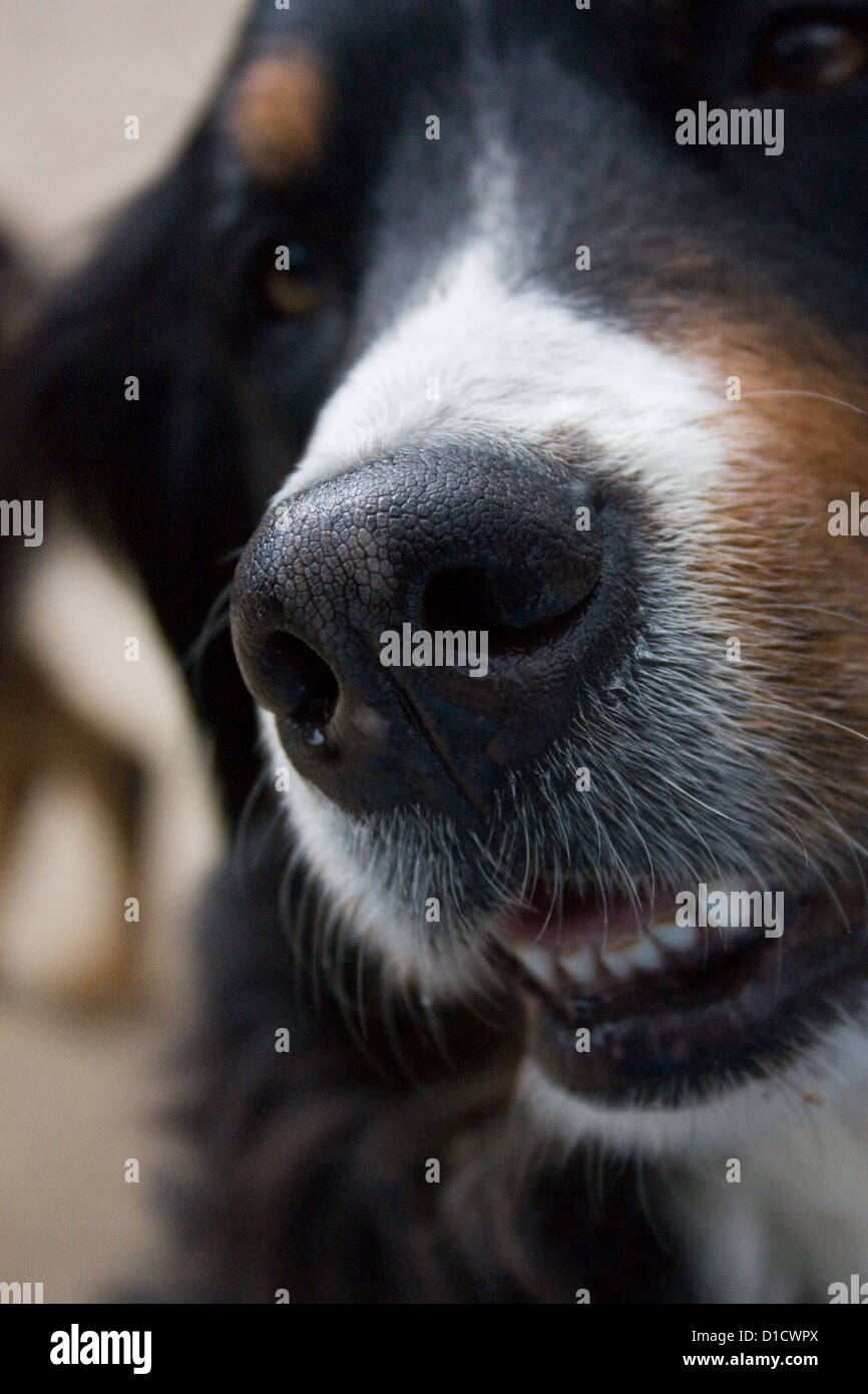 Pattensen, Germany, nose of a Bernese Mountain Dog Stock Photo