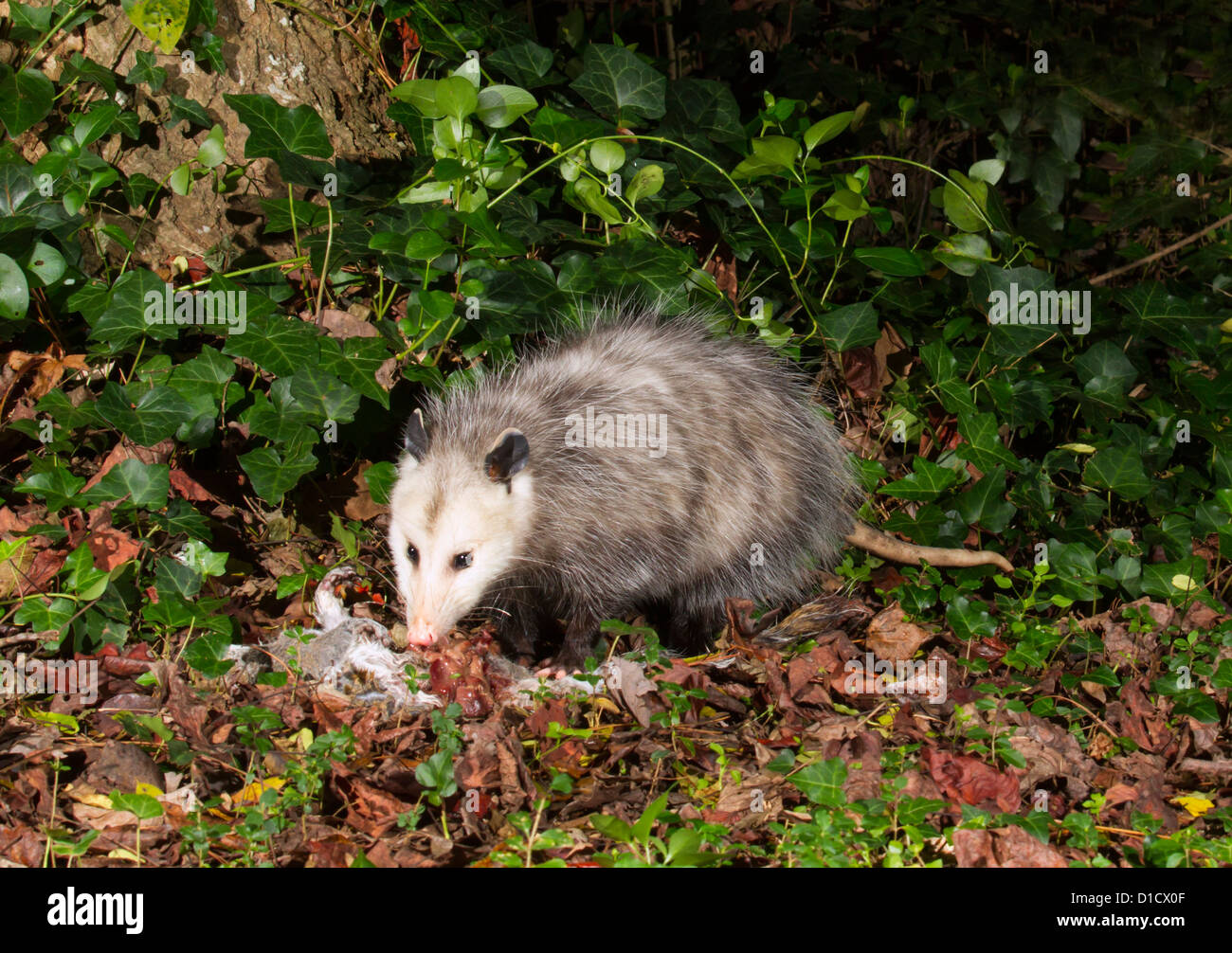 Virginia opossum (Didelphis virginiana) scavenging at night at backyard (Georgia, USA). Stock Photo