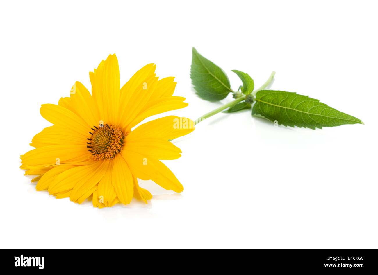 Yellow Flower Isolated On White Background Stock Photo Alamy Yellow Flower Isolated On White Background Stock Photo Alamy