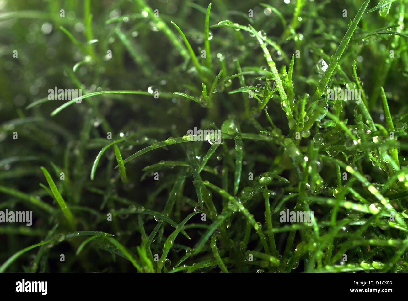 Berlin, Germany, grass covered with raindrops Stock Photo