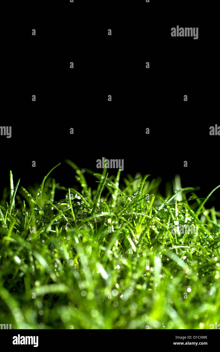 Berlin, Germany, grass covered with water drops Stock Photo