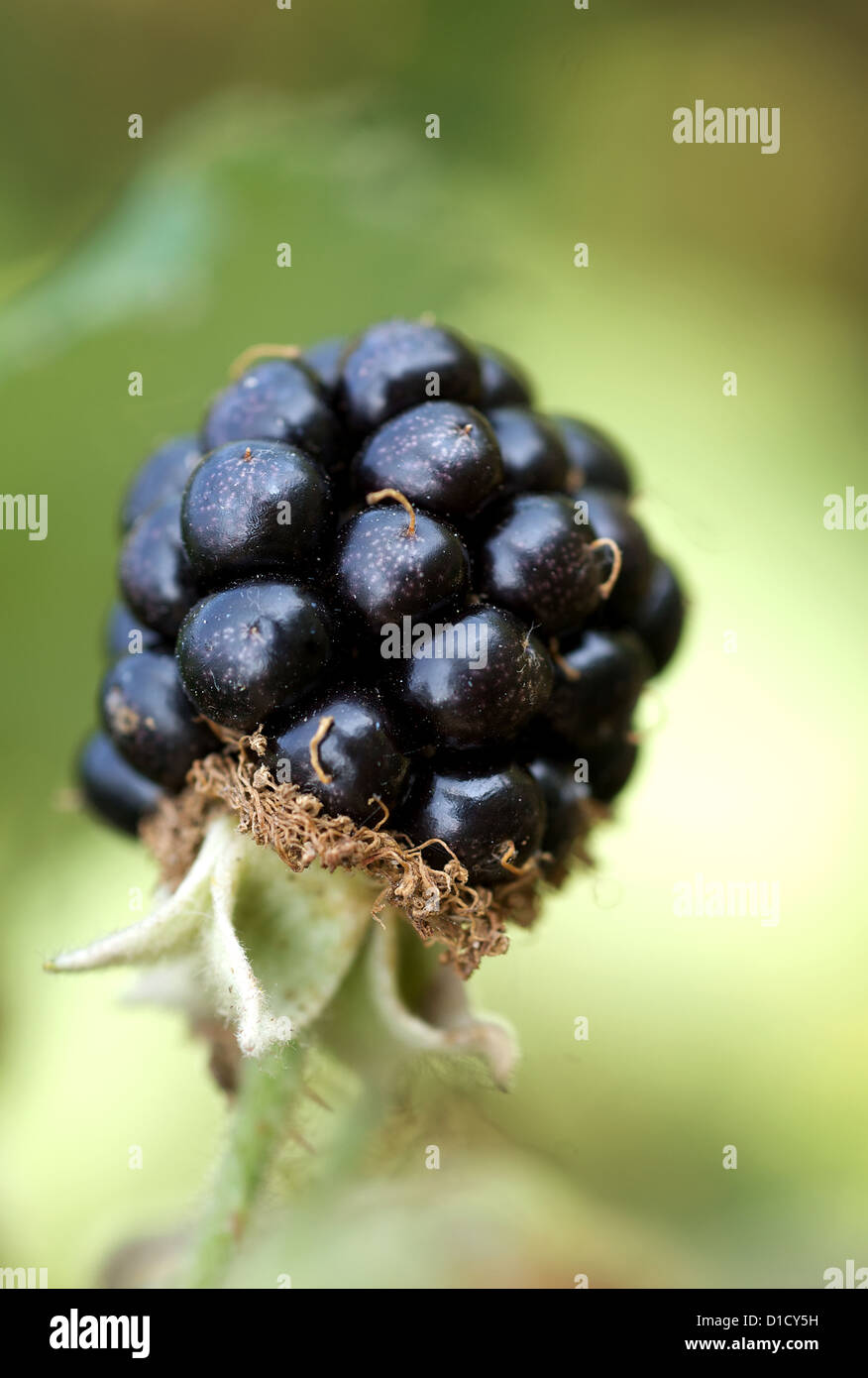 Manderow, Germany, a mature black blackberries on the bush Stock Photo