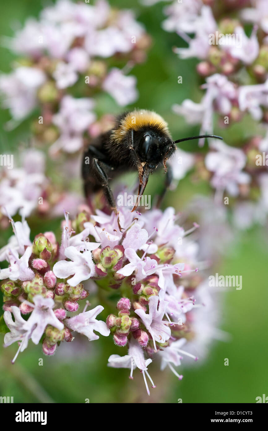 Berlin, Germany, a bumblebee sits on the flowering of Dost Stock Photo