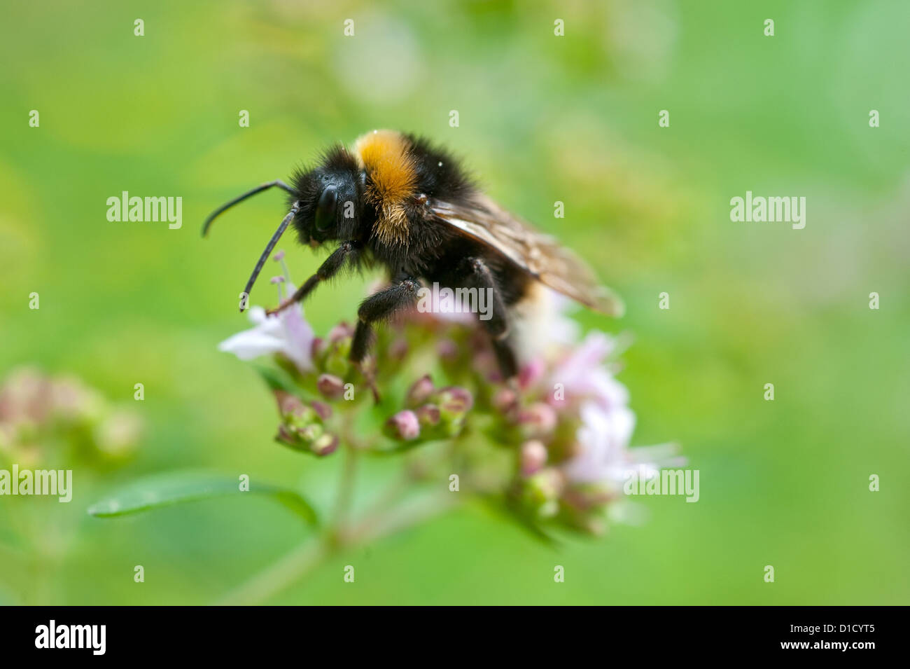 Berlin, Germany, a bumblebee sits on the flowering of Dost Stock Photo