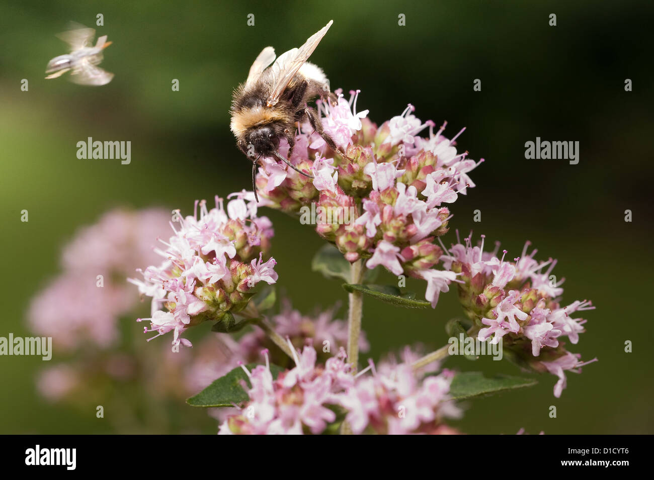 Berlin, Germany, a bumblebee sits on the flowering of Dost Stock Photo