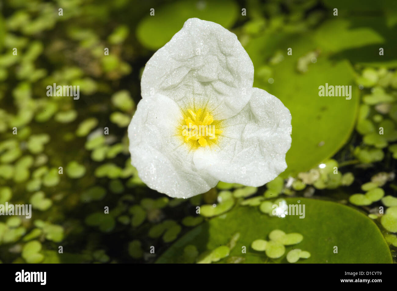 Berlin, Germany, blossom of a frog bite Stock Photo