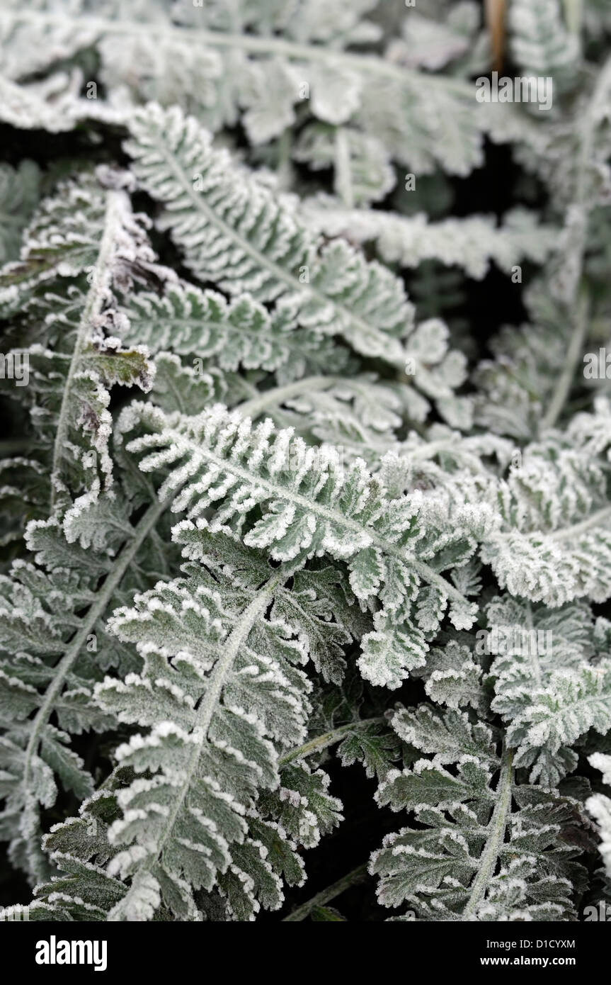 achillea millefolium moonshine silver grey foliage cover covered frost frosty ice icy coating autumn early winter perennial Stock Photo