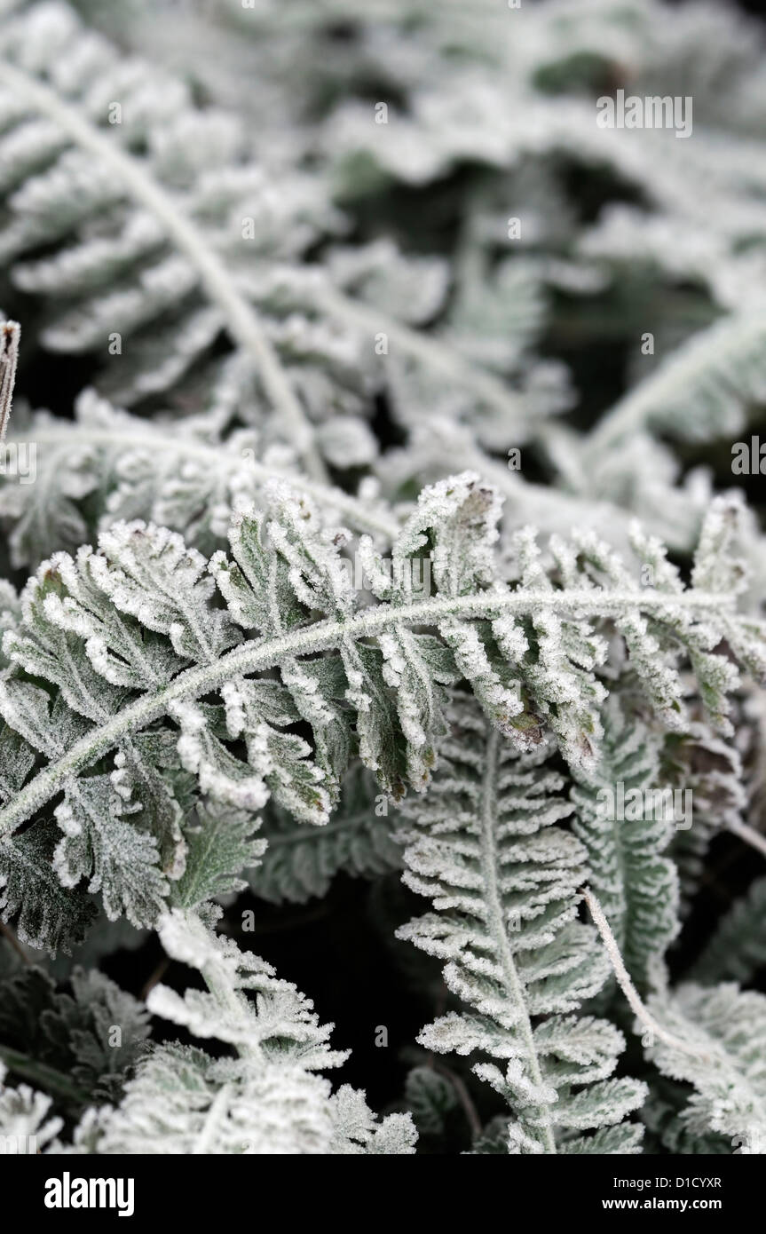 achillea millefolium moonshine silver grey foliage cover covered frost frosty ice icy coating autumn early winter perennial Stock Photo