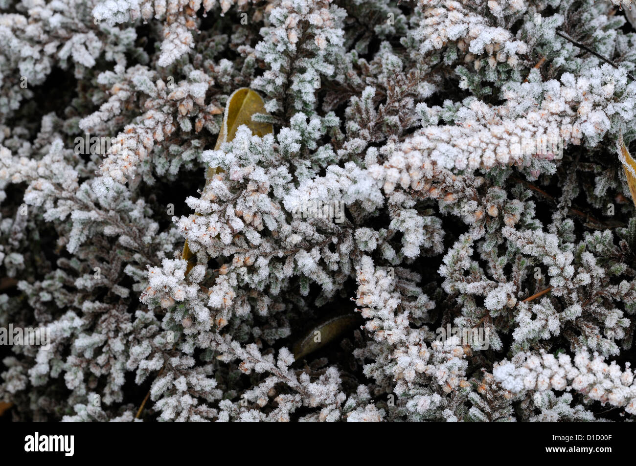 calluna vulgaris jan dekker frost cover covered foliage leaves plant portraits perennials winter frosted frosty white wintery Stock Photo