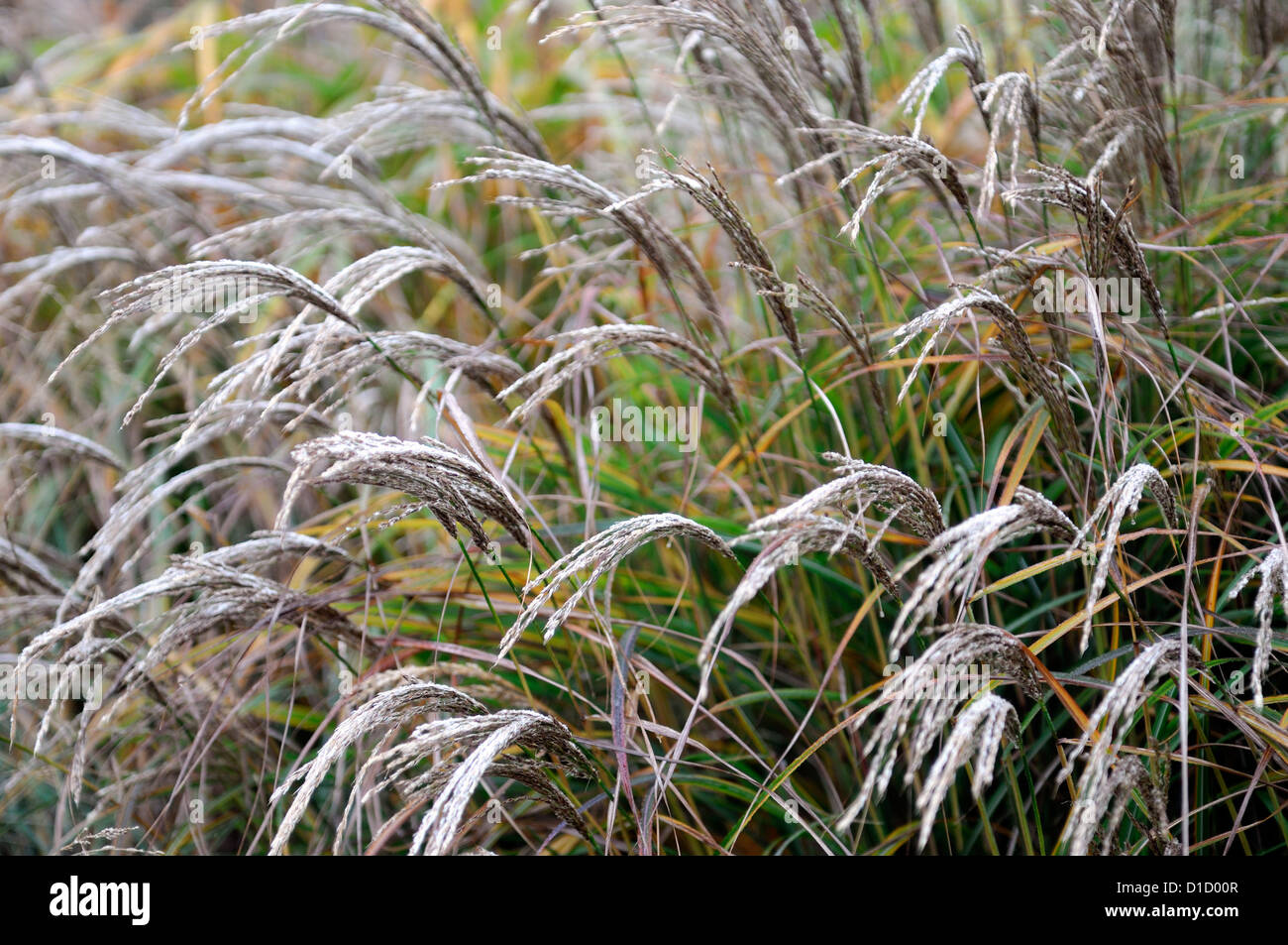 carex buchananii red rooster frost brown ornamental grasses foliage leaves plant portraits perennials evergreens winter frosted Stock Photo
