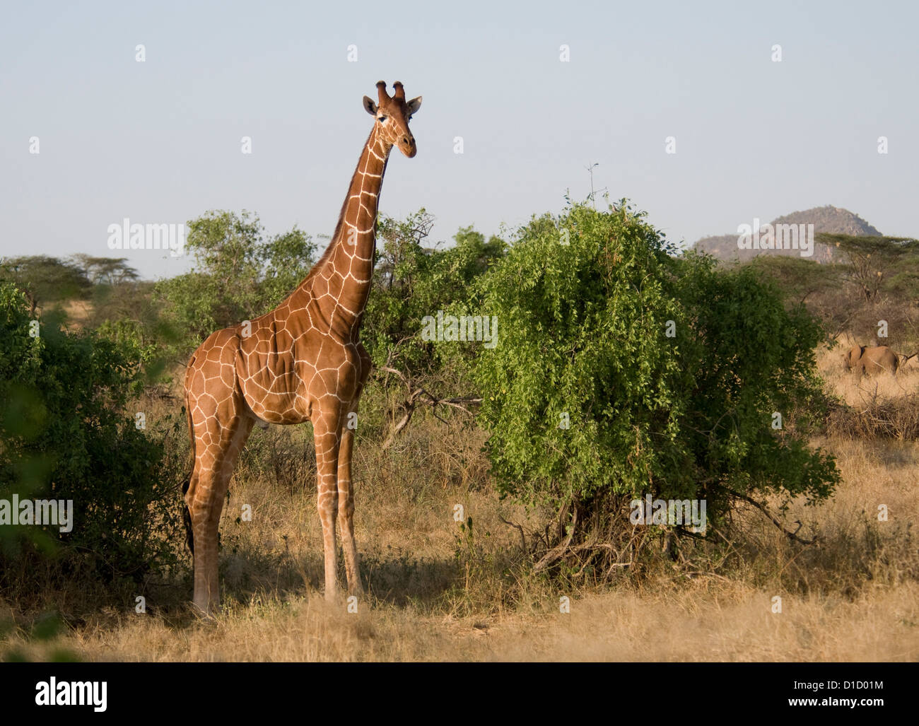 Reticulated giraffe standing Stock Photo