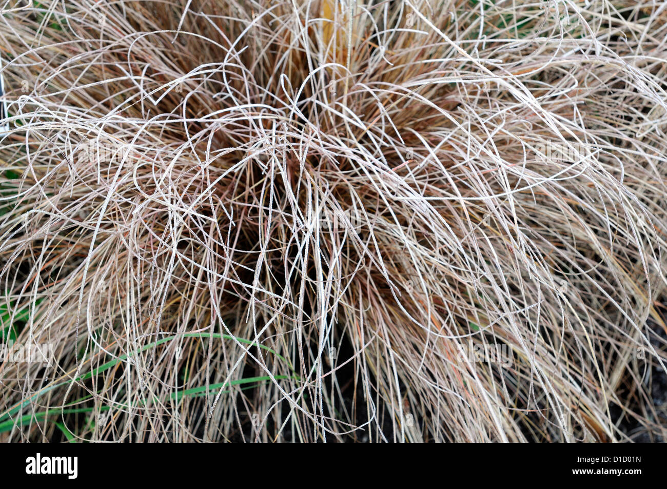 carex comans bronze frost brown ornamental grasses foliage leaves plant portraits perennials evergreens winter frosted frosty Stock Photo