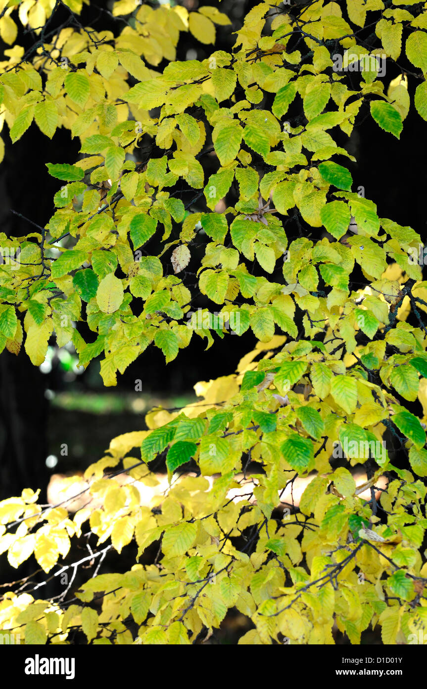 carpinus betulus purpurea yellow orange autumn autumnal foliage leaves plant portraits carpinus hornbeams backlit backlighting Stock Photo