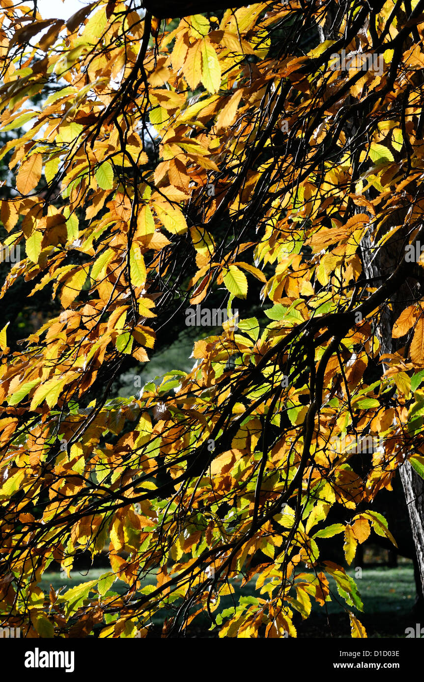 castanea sativa Sweet Chestnut autumn autumnal yellow golden colour color deciduous trees foliage leaves leaf backlit backlight Stock Photo