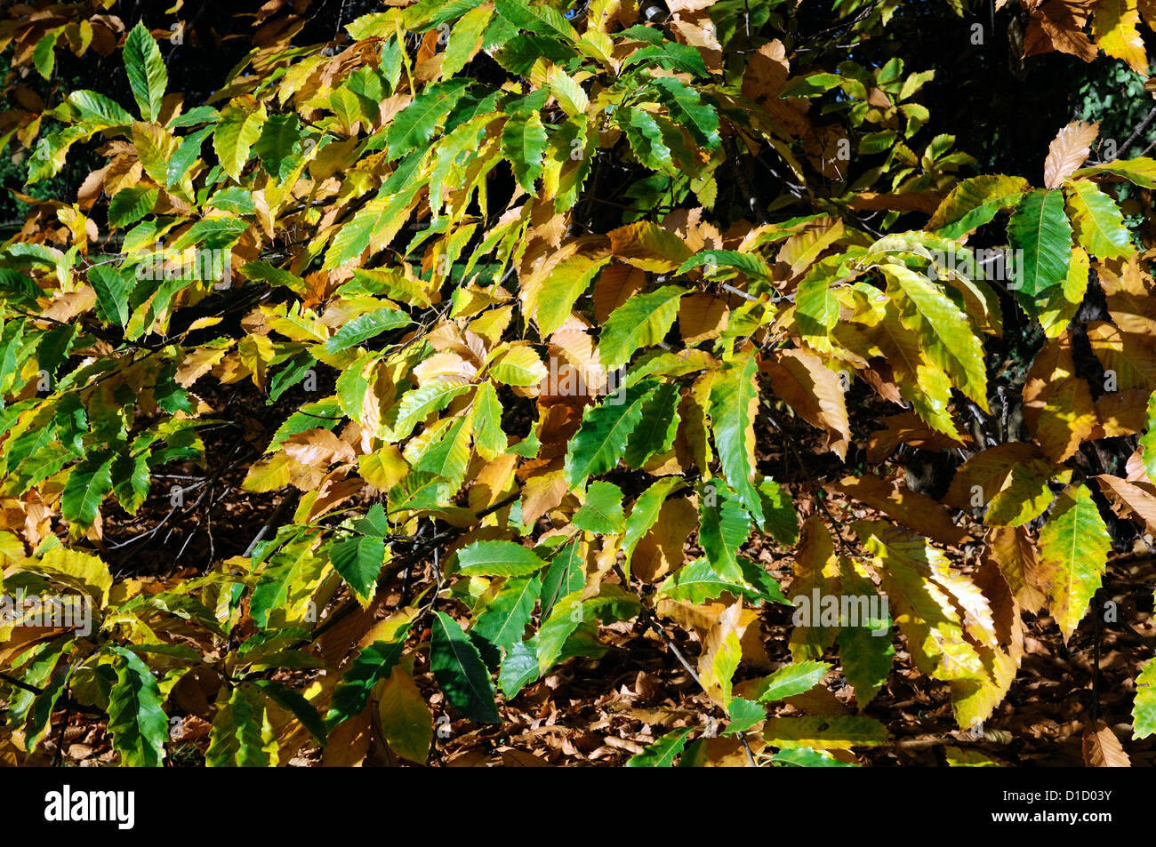 castanea sativa Sweet Chestnut autumn autumnal yellow golden colour color deciduous trees foliage leaves leaf Stock Photo