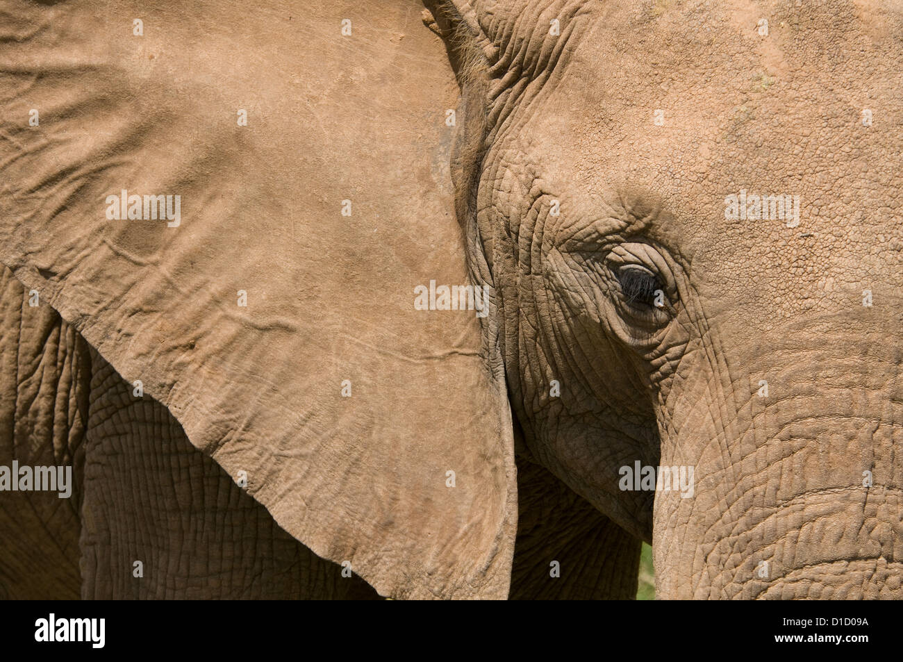 African elephant-close up of head Stock Photo