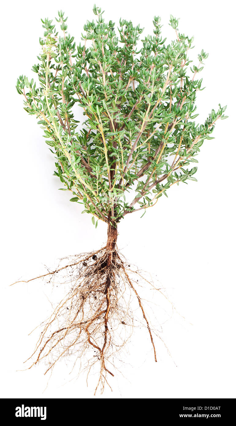 Thyme herb on white background. Stock Photo