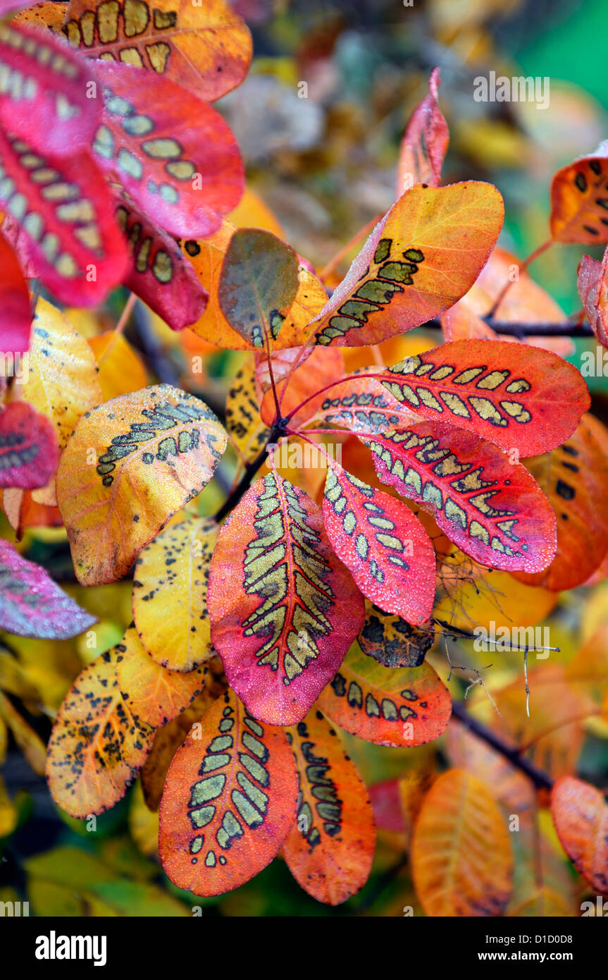 Cotinus flame hi-res stock photography and images - Alamy