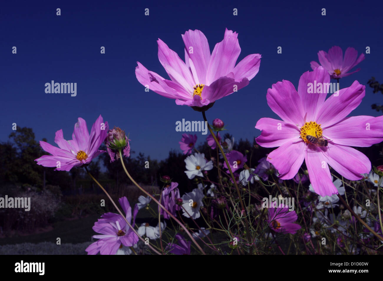 Closeup of beautiful pink flowers Cosmos bipinnatus in the garden Stock ...