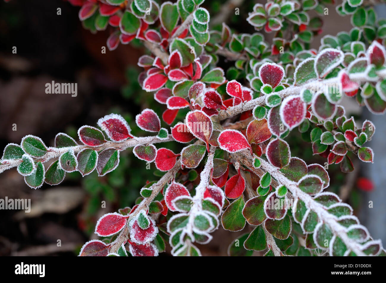 cotoneaster bradyi frosted frosty white wintery wintry frost ice icy coated coating leaves leaf foliage Stock Photo