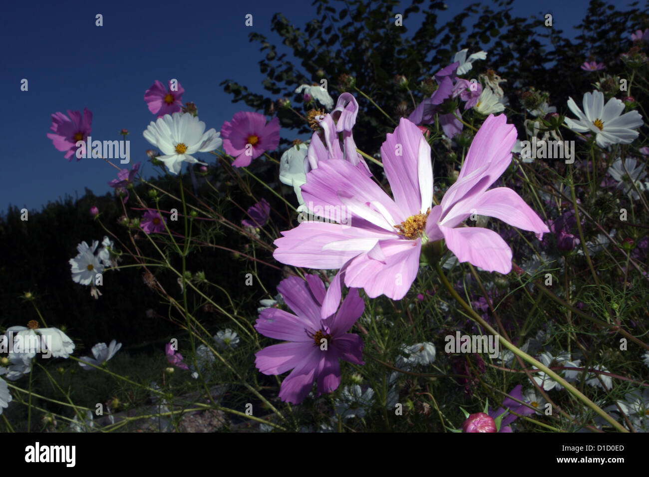 Closeup of beautiful pink flowers Cosmos bipinnatus in the garden Stock ...