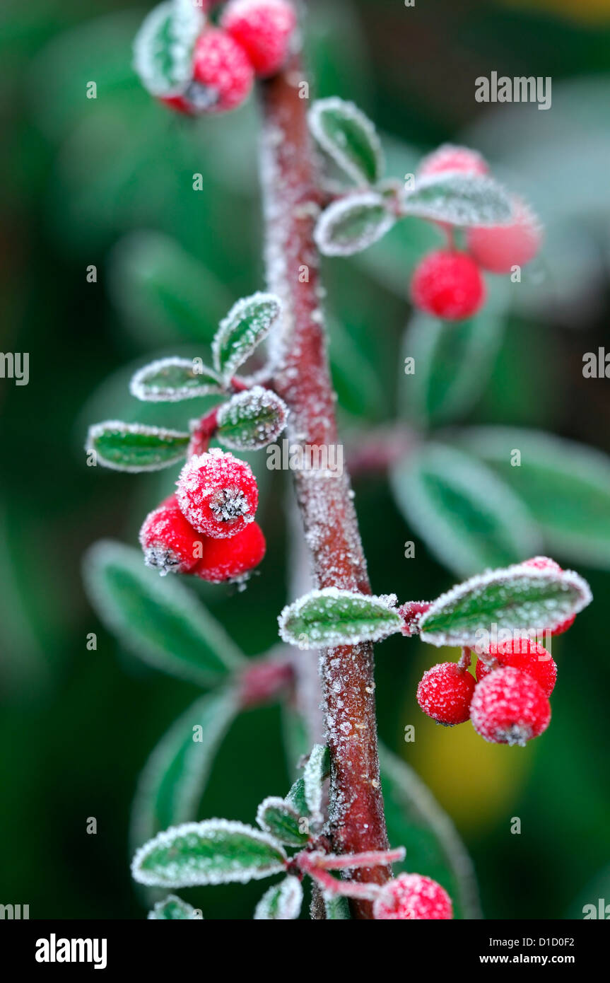cotoneaster salicifolius parkteppich frosted frosty white wintery wintry frost ice icy coated coating red berries berry Stock Photo