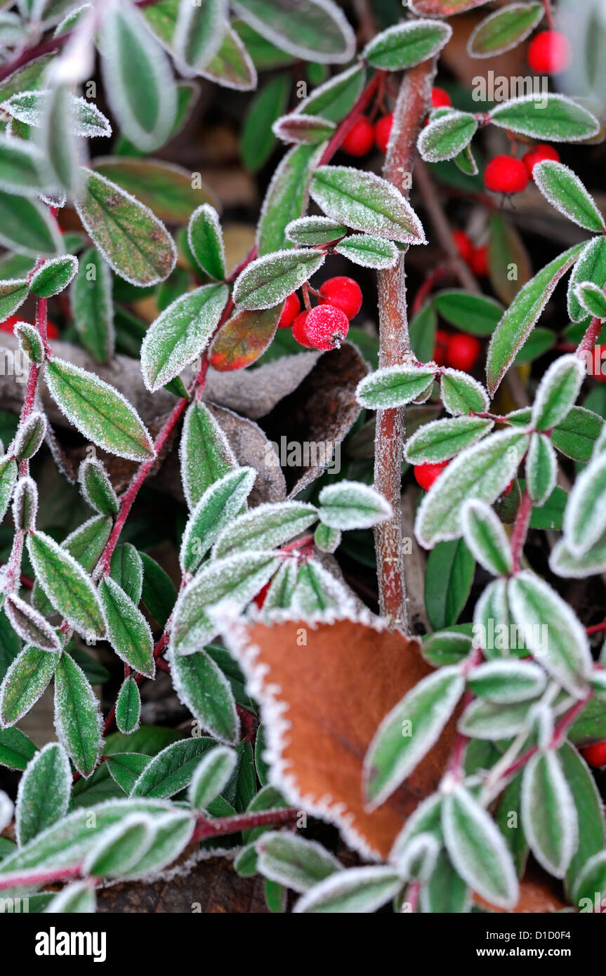 cotoneaster salicifolius parkteppich frosted frosty white wintery wintry frost ice icy coated coating red berries berry Stock Photo