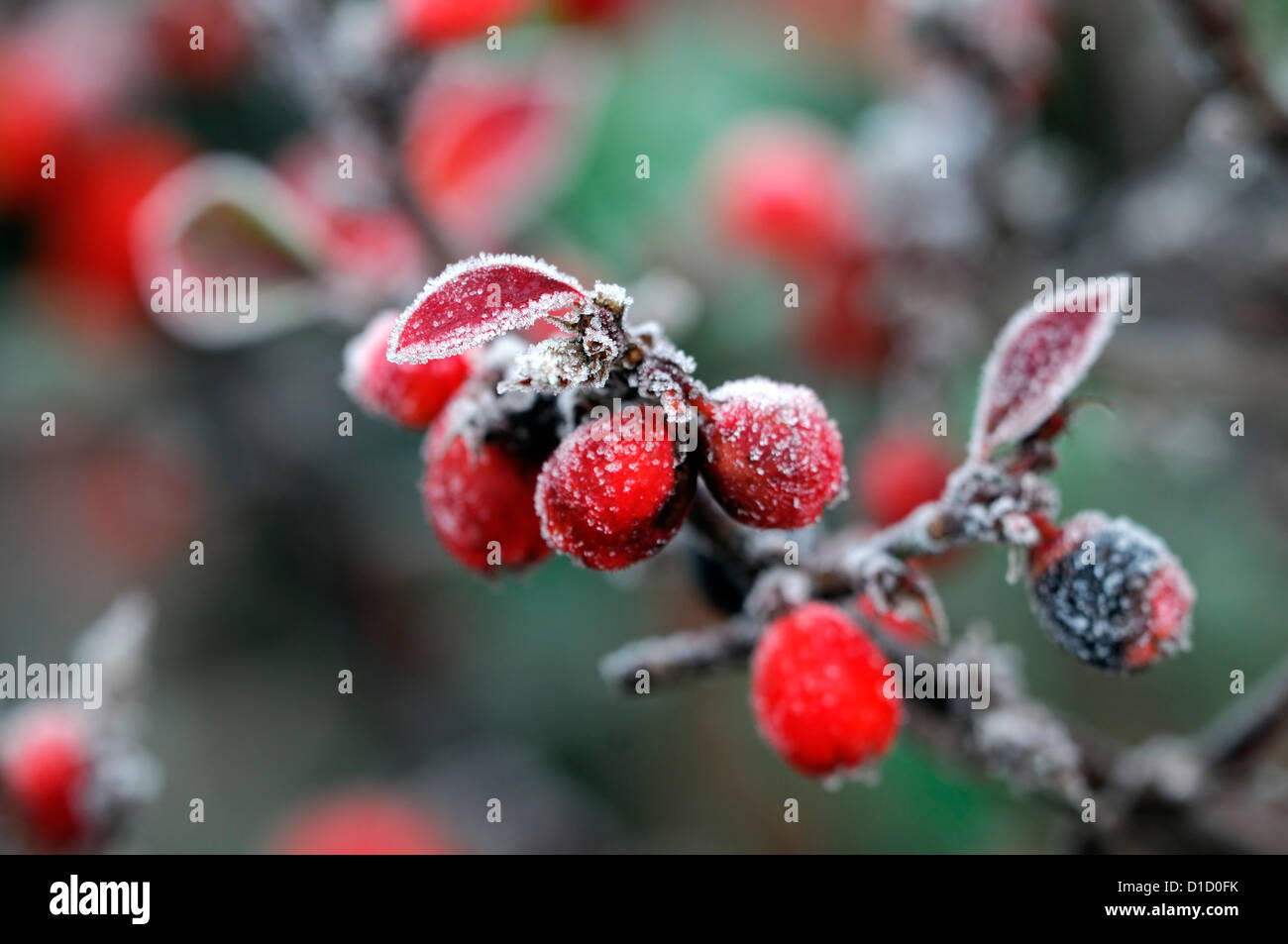 cotoneaster simonsii frosted frosty white wintery wintry frost ice icy coated coating red berries berry Stock Photo