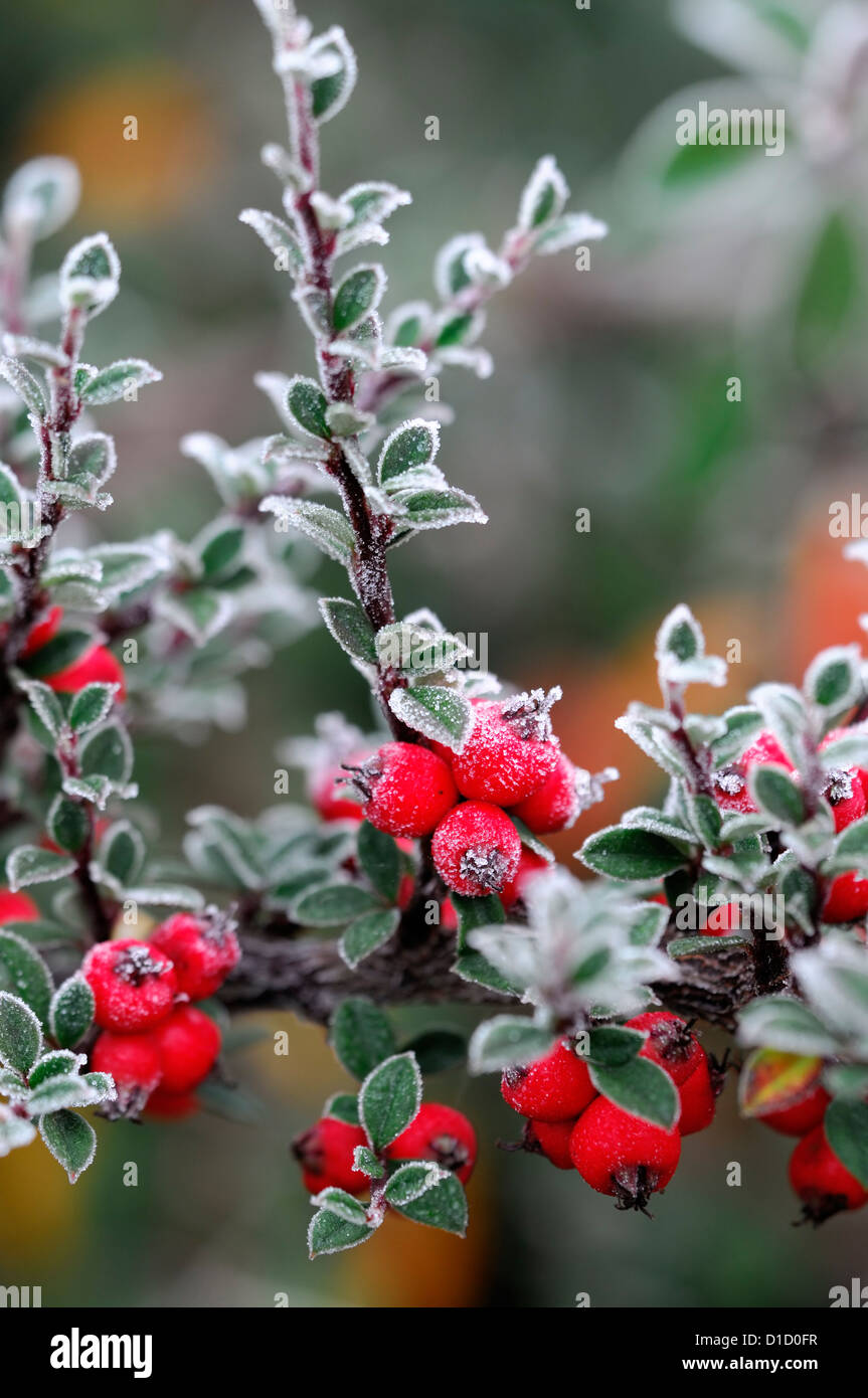 cotoneaster simonsii frosted frosty white wintery wintry frost ice icy coated coating red berries berry Stock Photo