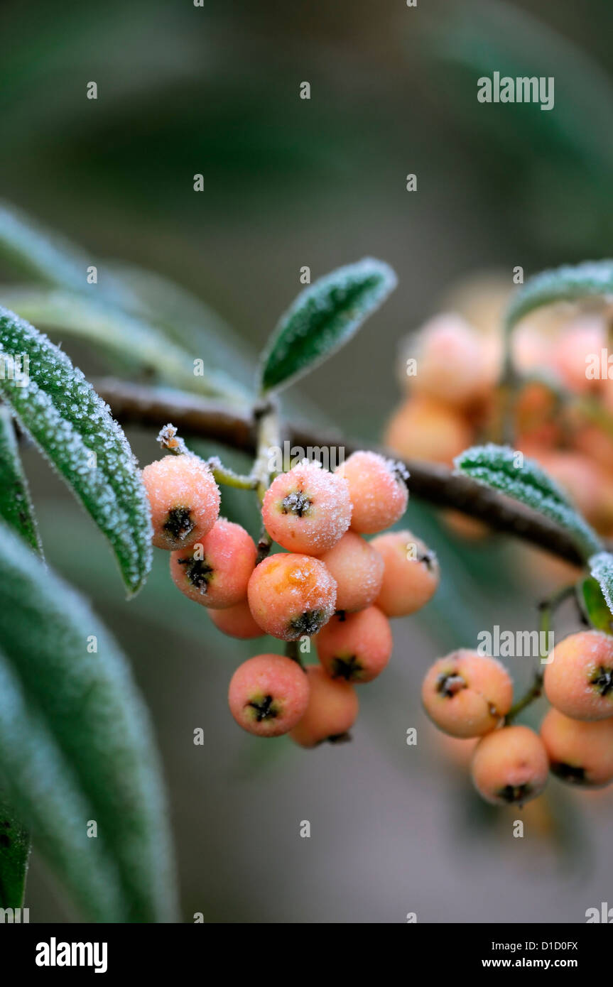 cotoneaster watereri pink champagne frosted frosty white wintery wintry frost ice icy coated coating Stock Photo