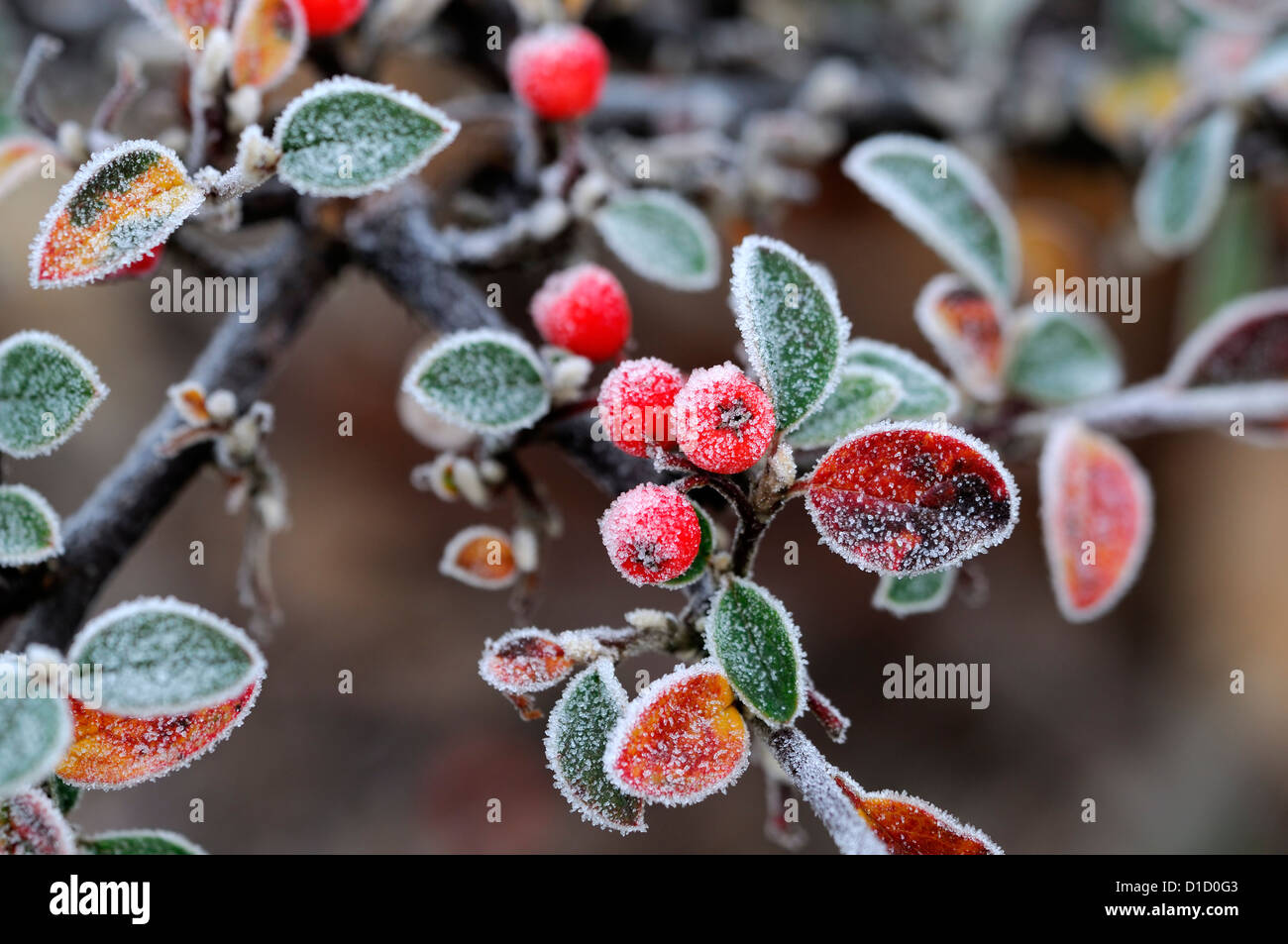 cotoneaster yunnanensis frosted frosty white wintery wintry frost ice icy coated coating Stock Photo