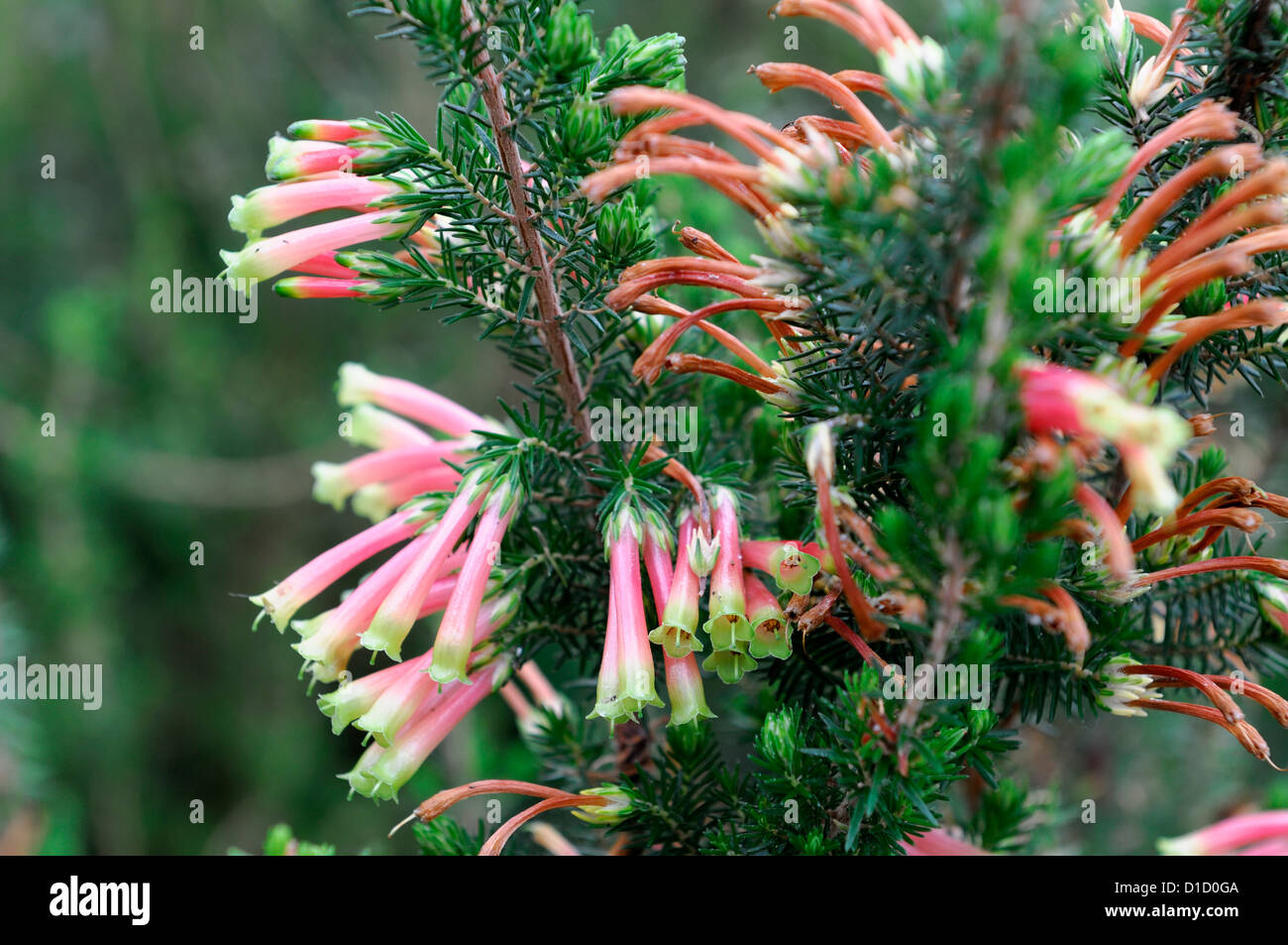 erica speciosa Bicolored red yellow tubular flowers evergreen shrub southa frican tender plant Stock Photo