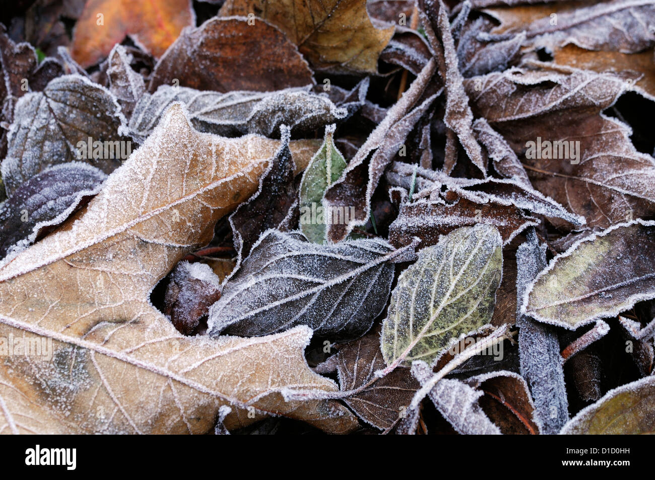 Leaf frost damage hires stock photography and images Alamy