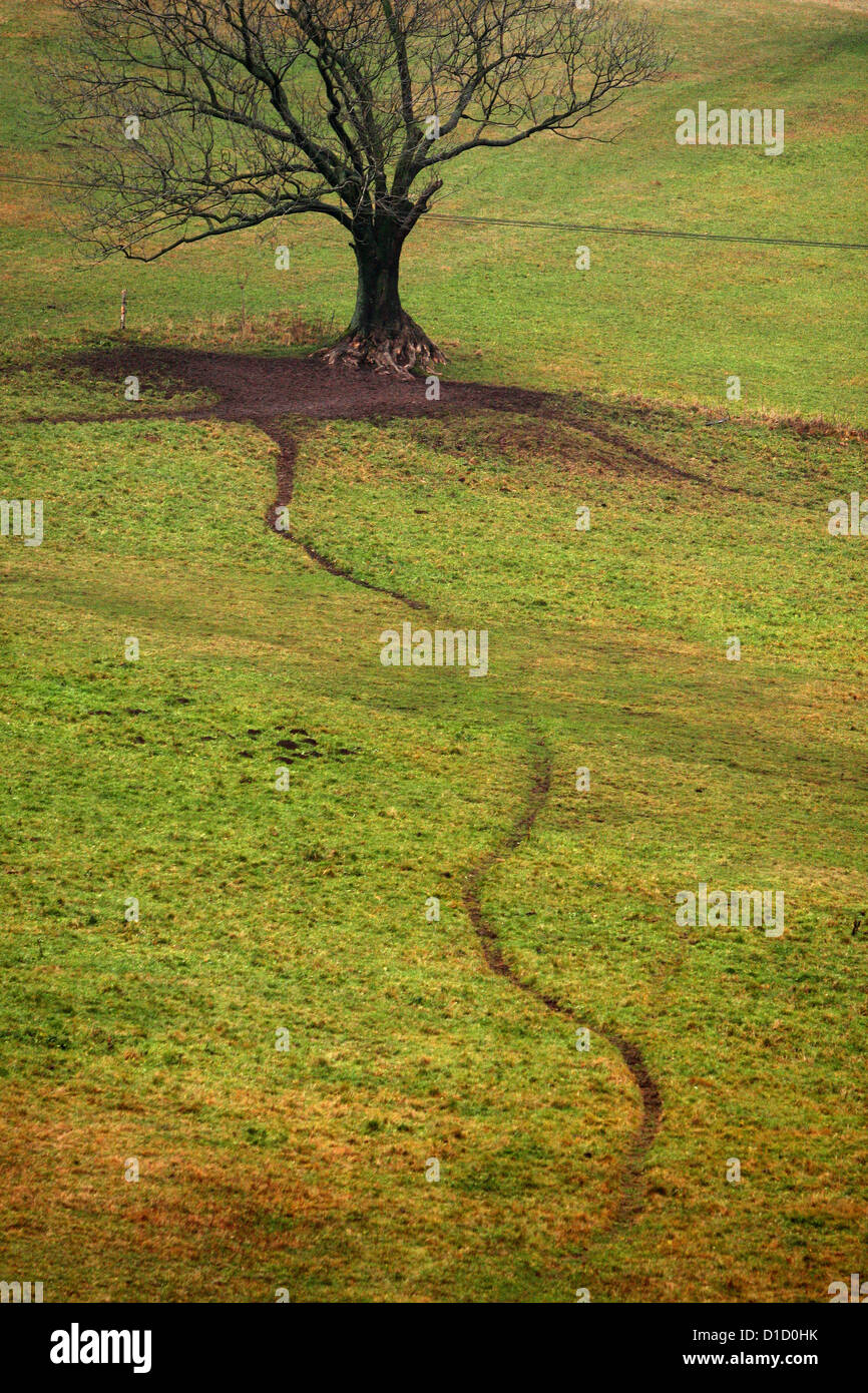 Lone tree in the lautumn andscape Europe grass field Stock Photo