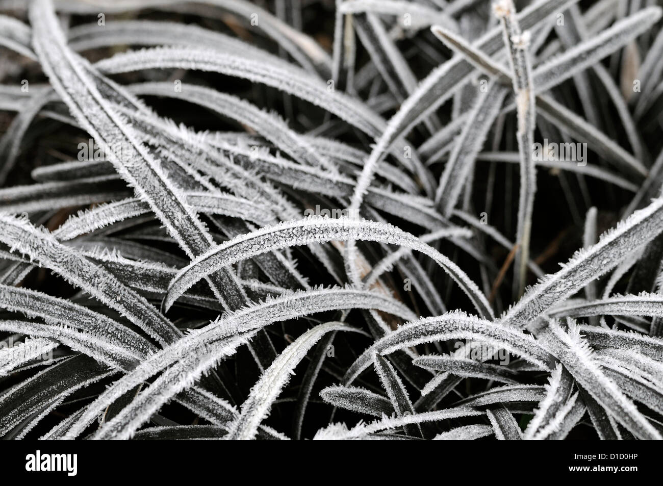 Ophiopogon planiscapus hires stock photography and images Alamy