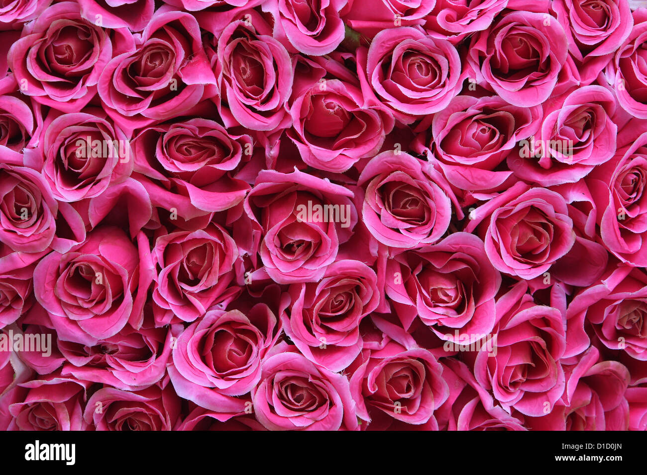 Pink roses Stock Photo