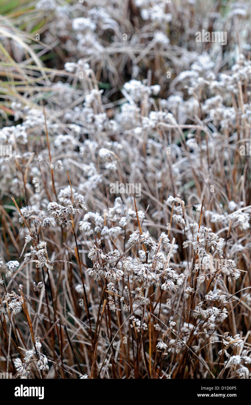 luzula nivea ornamental grasses grass foliage leaves seedheads plant portraits perennials winter frosted frosty white icy cover Stock Photo