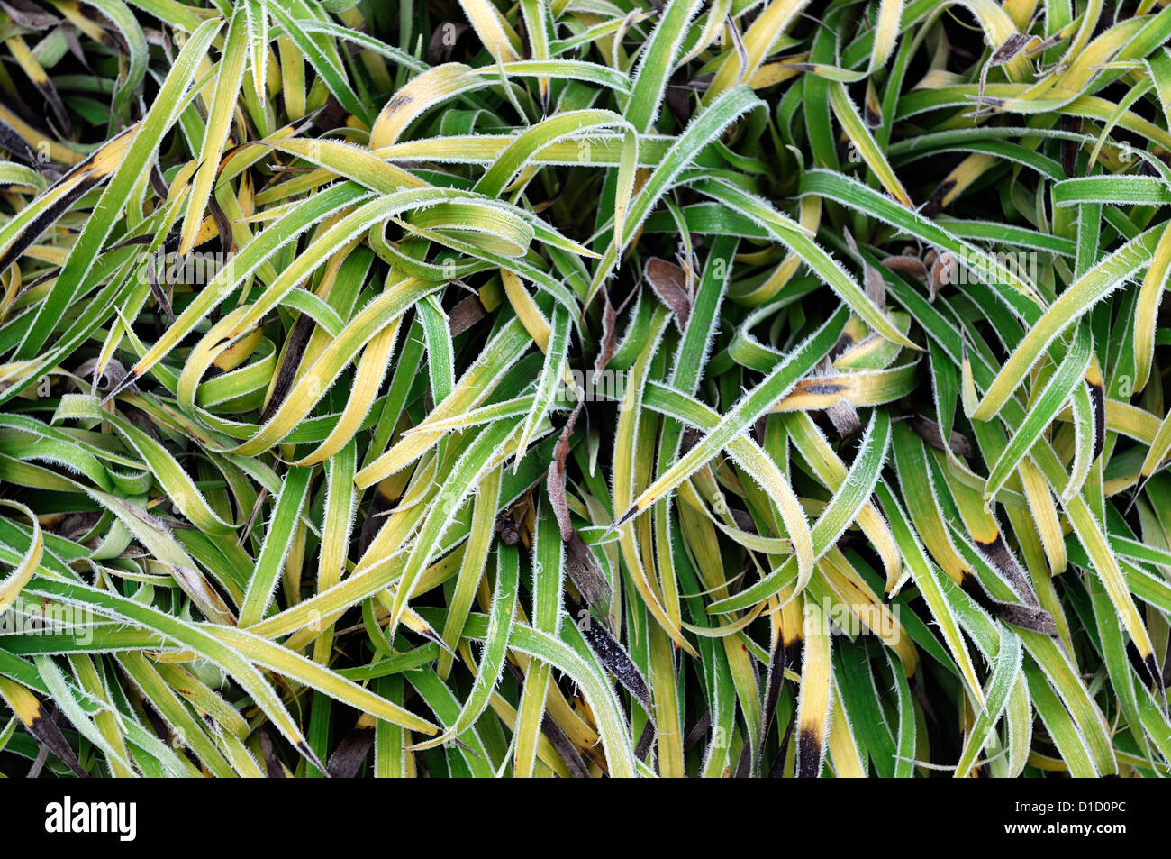 luzula sylvatica aurea ornamental grasses grass foliage leaves plant portraits perennials winter frosted frosty white icy cover Stock Photo