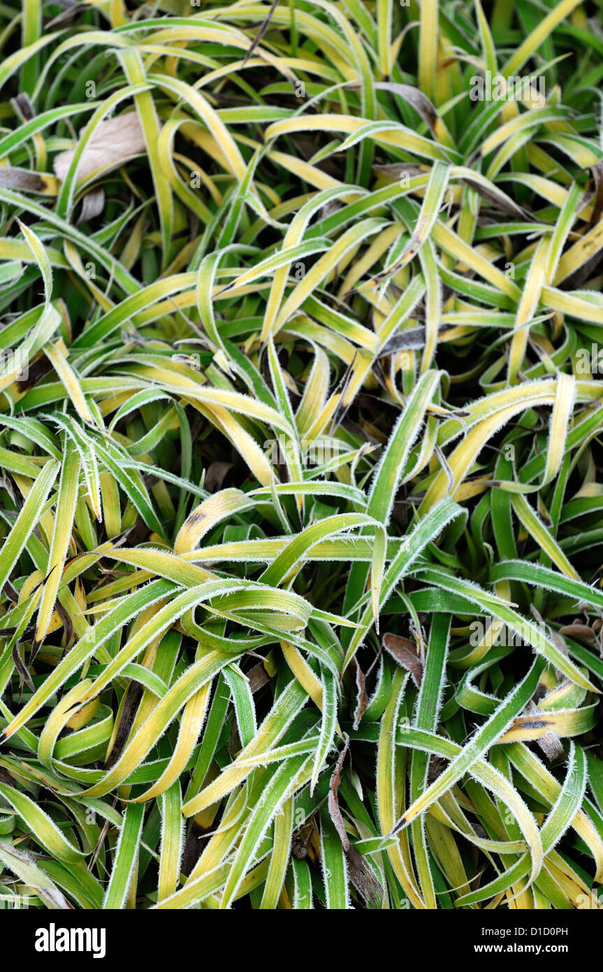luzula sylvatica aurea ornamental grasses grass foliage leaves plant portraits perennials winter frosted frosty white icy cover Stock Photo