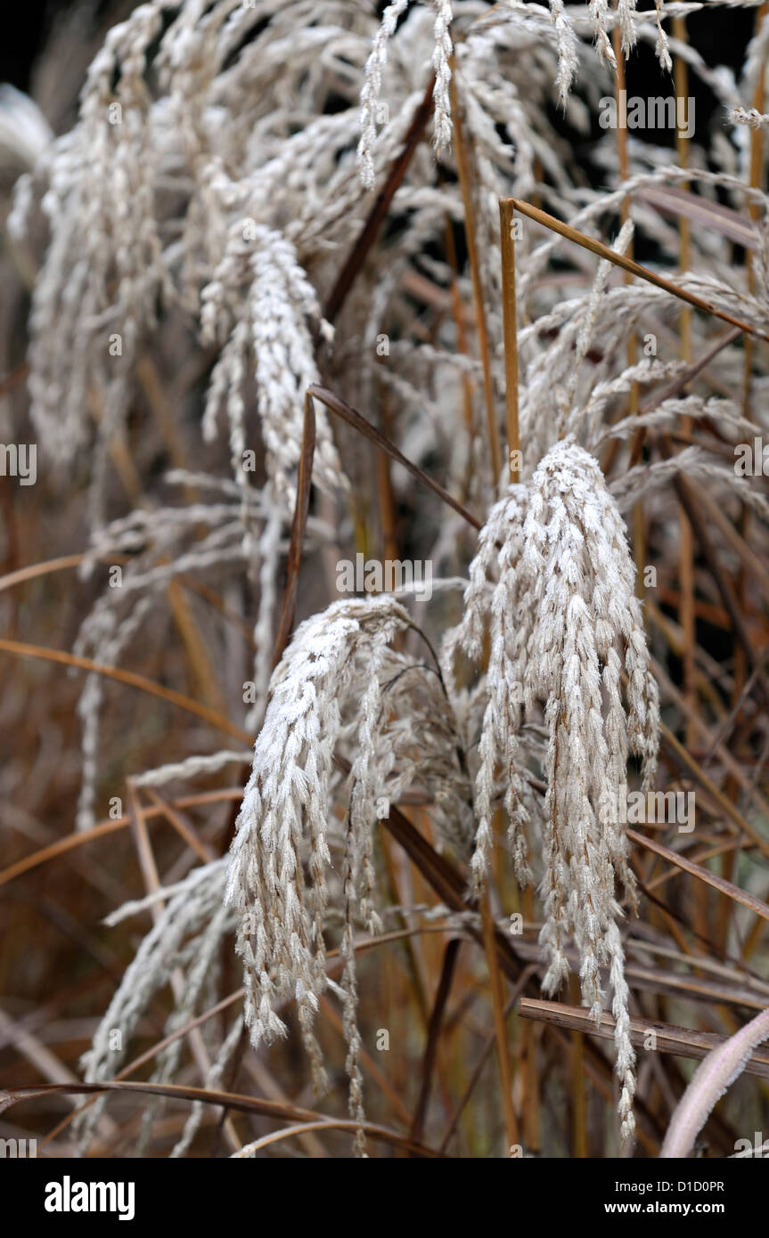 miscanthus sinensis kaskade ornamental grasses grass foliage leaves plant portraits perennials winter frosted frosty white Stock Photo