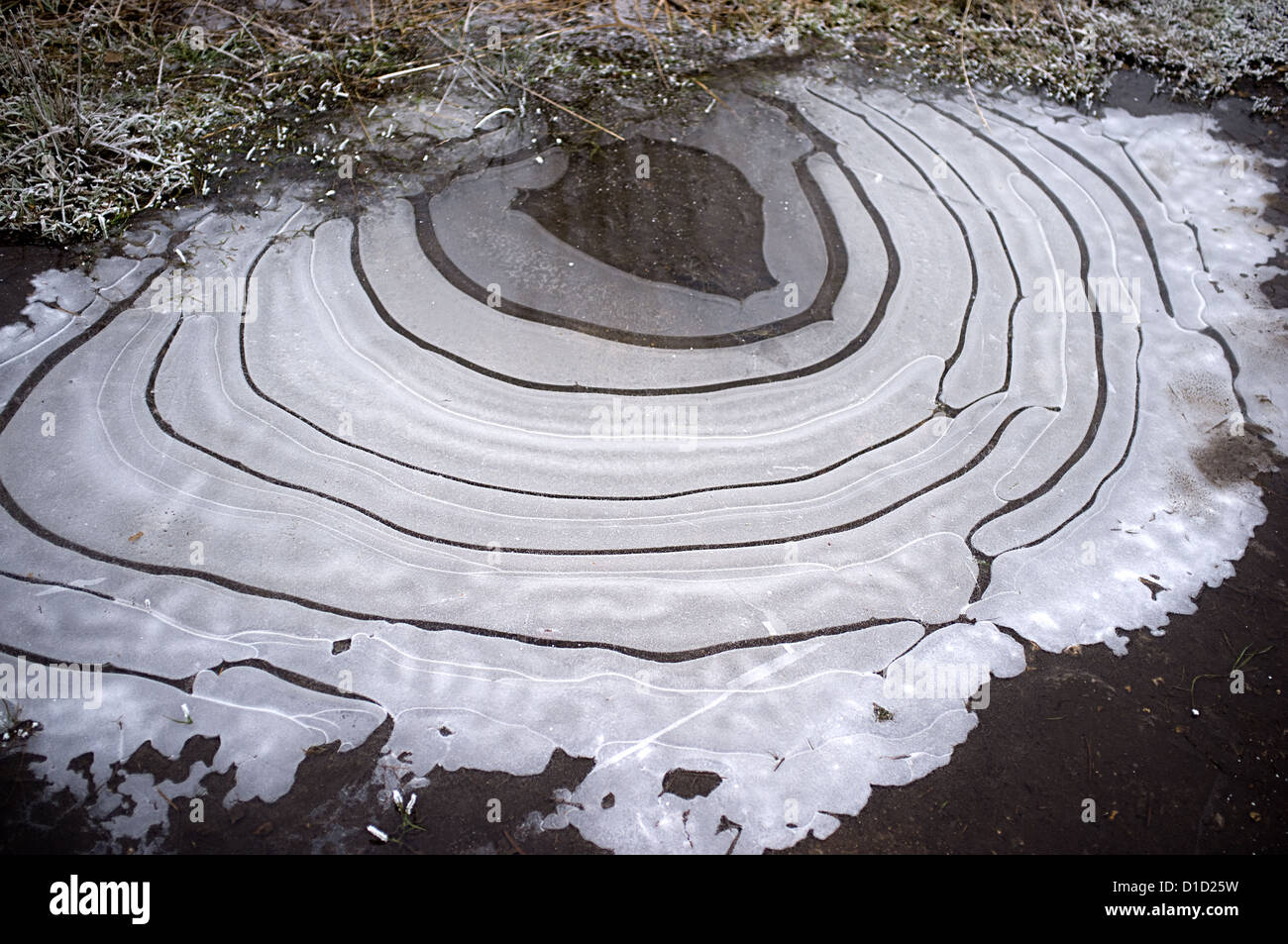 Frozen Puddle on Poors Allotments, Camberley, Surrey -1 Stock Photo