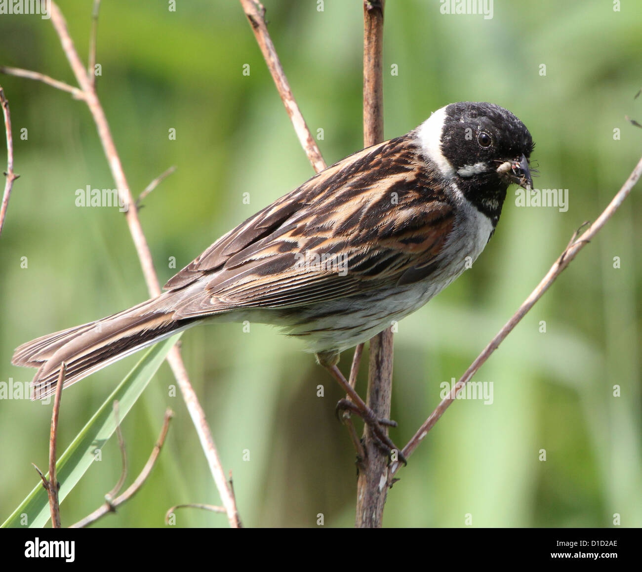 Male reed bunting (Emberiza schoeniclus), a bunting variety that mainly live in  marshy reedlands, here with food in his beak Stock Photo