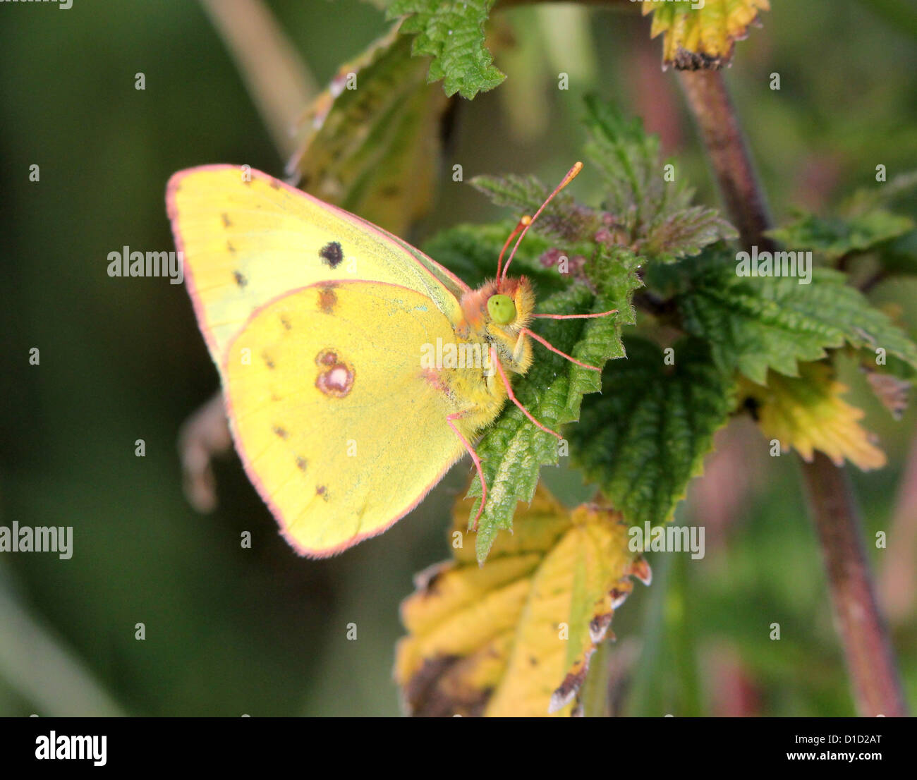 Pale Clouded Yellow butterfly (Colias hyale) posing on a nettle Stock Photo