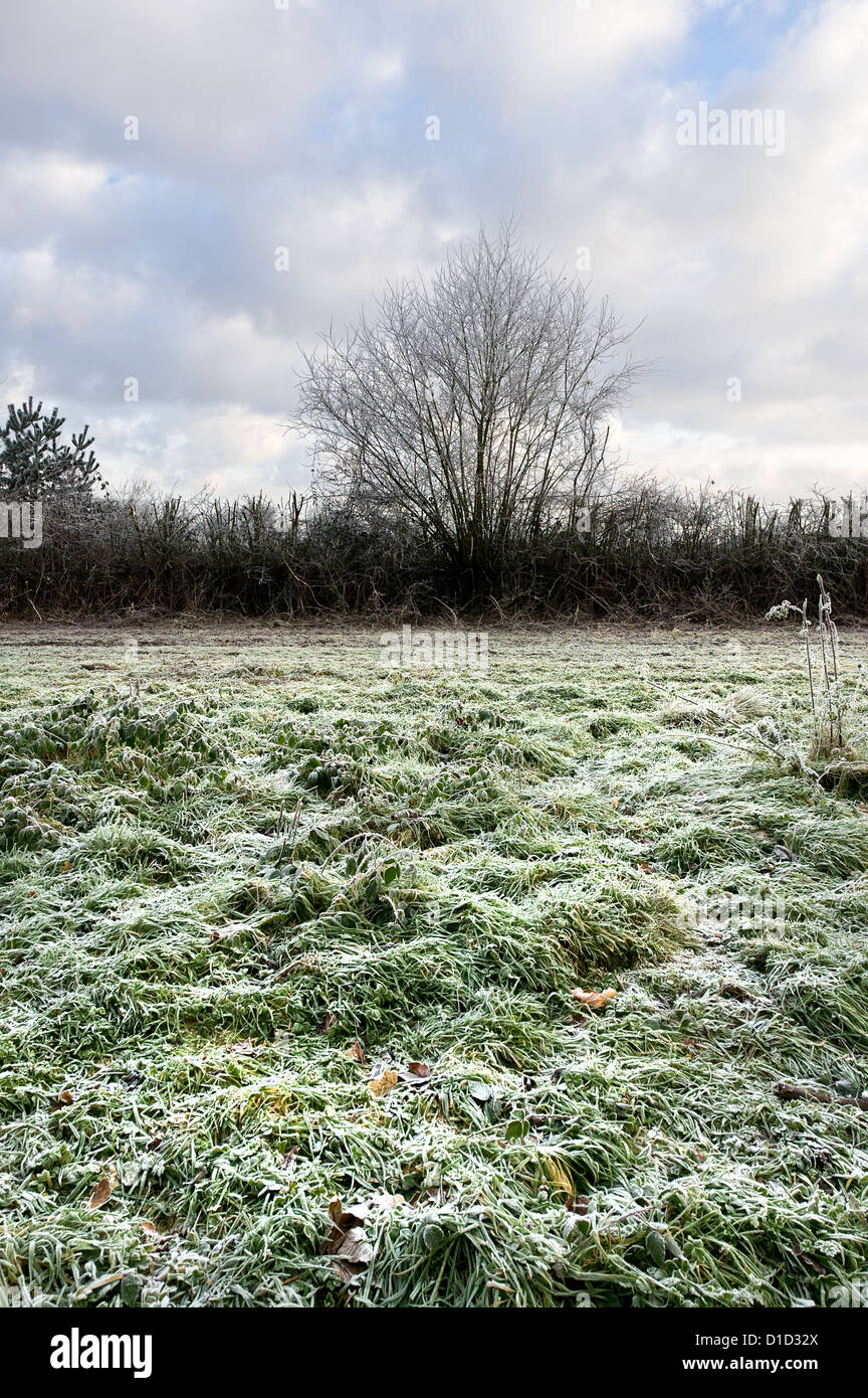 A Winter morning in Thorndon Country Park in Essex Stock Photo