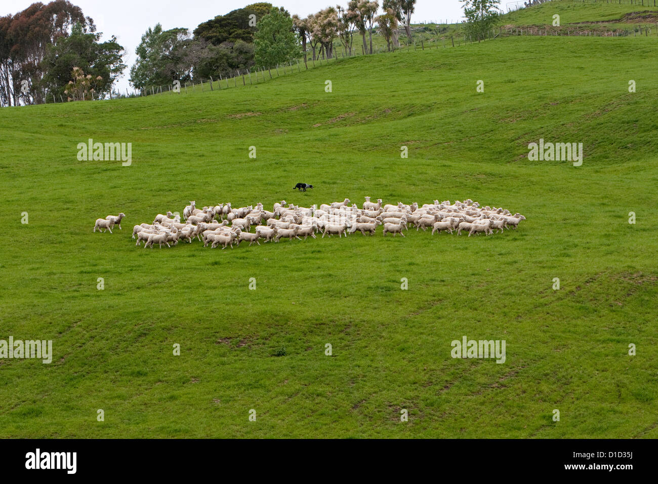 Header dog gathers Romney sheep into flock and drives them home. Masterton, Wairarapa region, north island, New Zealand. Stock Photo