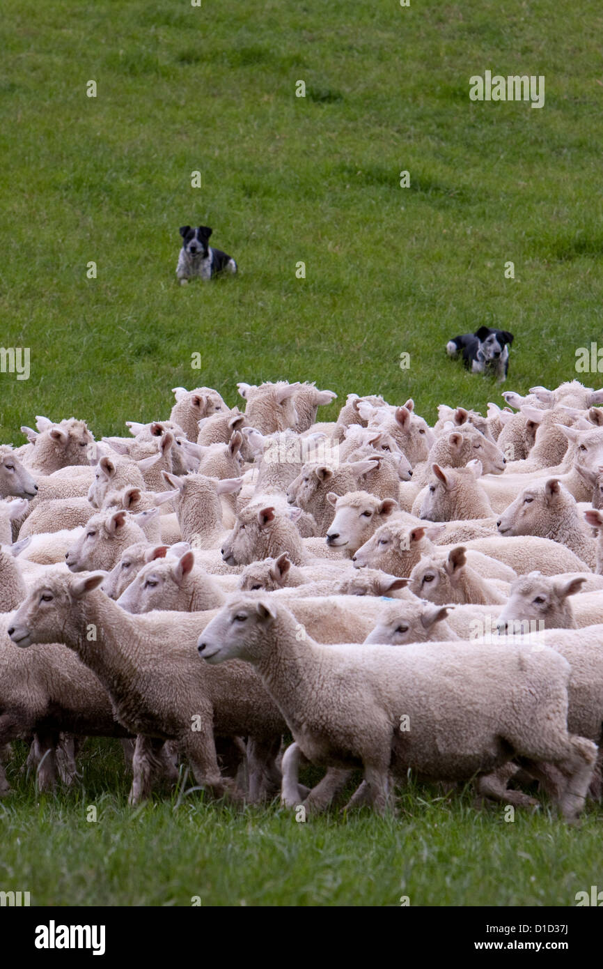 Header dogs gather Romney sheep into flock and drive them home. Masterton, Wairarapa region, north island, New Zealand. Stock Photo