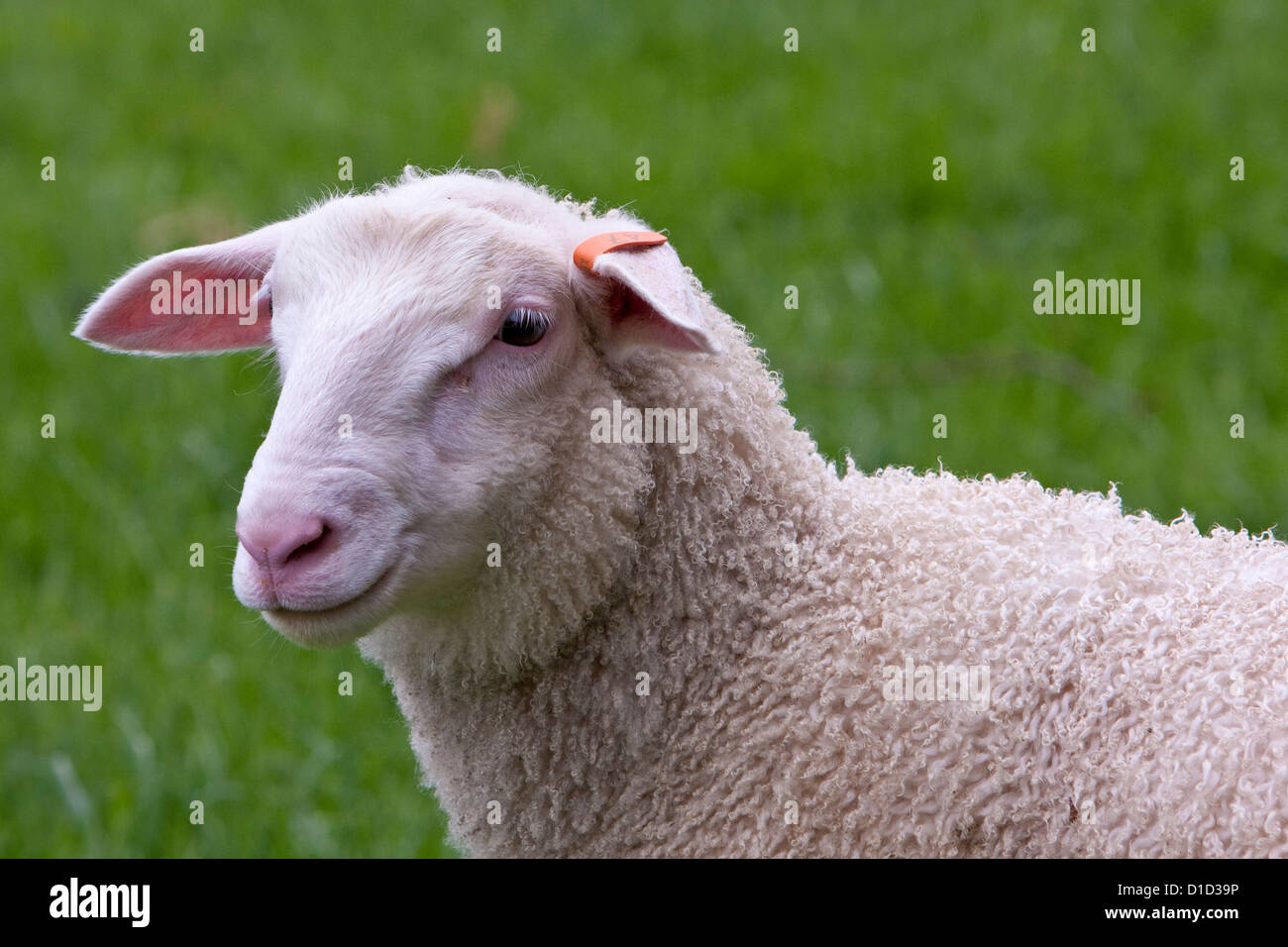 East Friesian Milk Sheep (Deutsches Friesisches Milchschaf), near Masterton, Wairarapa region, north island, New Zealand. Stock Photo